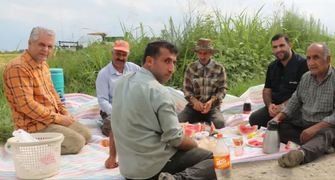 اولین برداشت مکانیزه برنج در دهستان بی بالان بخش کلاچای شروع شد