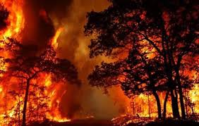 جنگلهای سراوان رشت دچار آتش سوزی شد