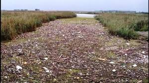 خزر بلای جان تالاب های خزری شده است