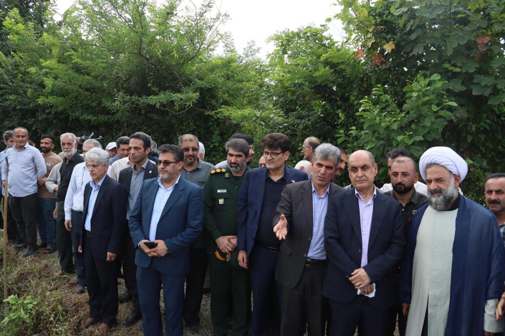 برداشت برنج در غرب گیلان آغاز شد