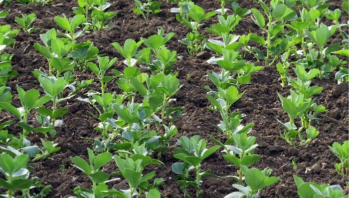 تولید کنندگان گیلانی برای کشت سوم اقدام کردند