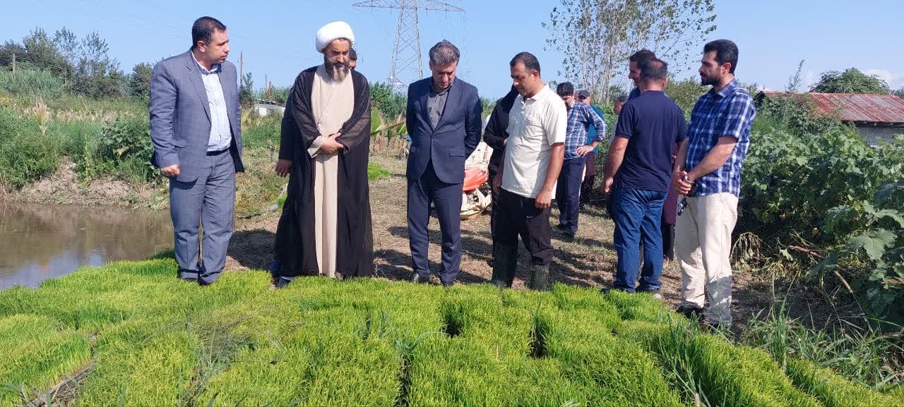 کشت رقم پربازده برنج “هلال” در رودسر کلید خورد
