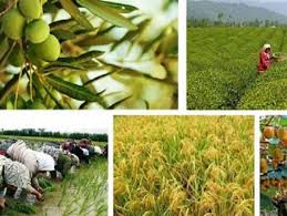 افتتاح 40 طرح کشاورزی در گیلان آغاز شد
