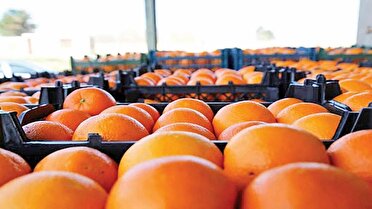 400 تن سیب و پرتقال شب عید در گیلان ذخیره شد
