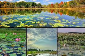 موج شکن انزلی عامل مهم رسوب گذاری در تالاب است