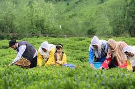 برداشت برگ سبز چای 