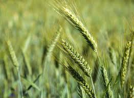 گیاه تری تیکاله به جای جو در رودبار کشت شد