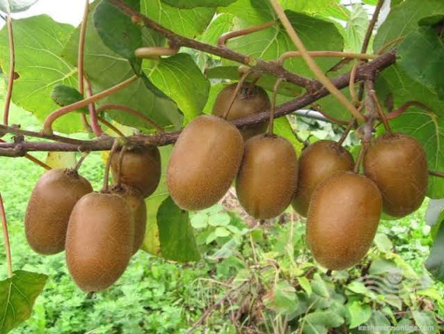 ۷ هزار تن کیوی از گیلان صادر شد