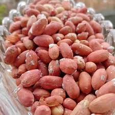 برداشت بادام زمینی در گیلان آغاز شد