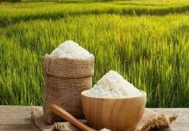 طرح جهش تولید برنج در گیلان اجرایی شد