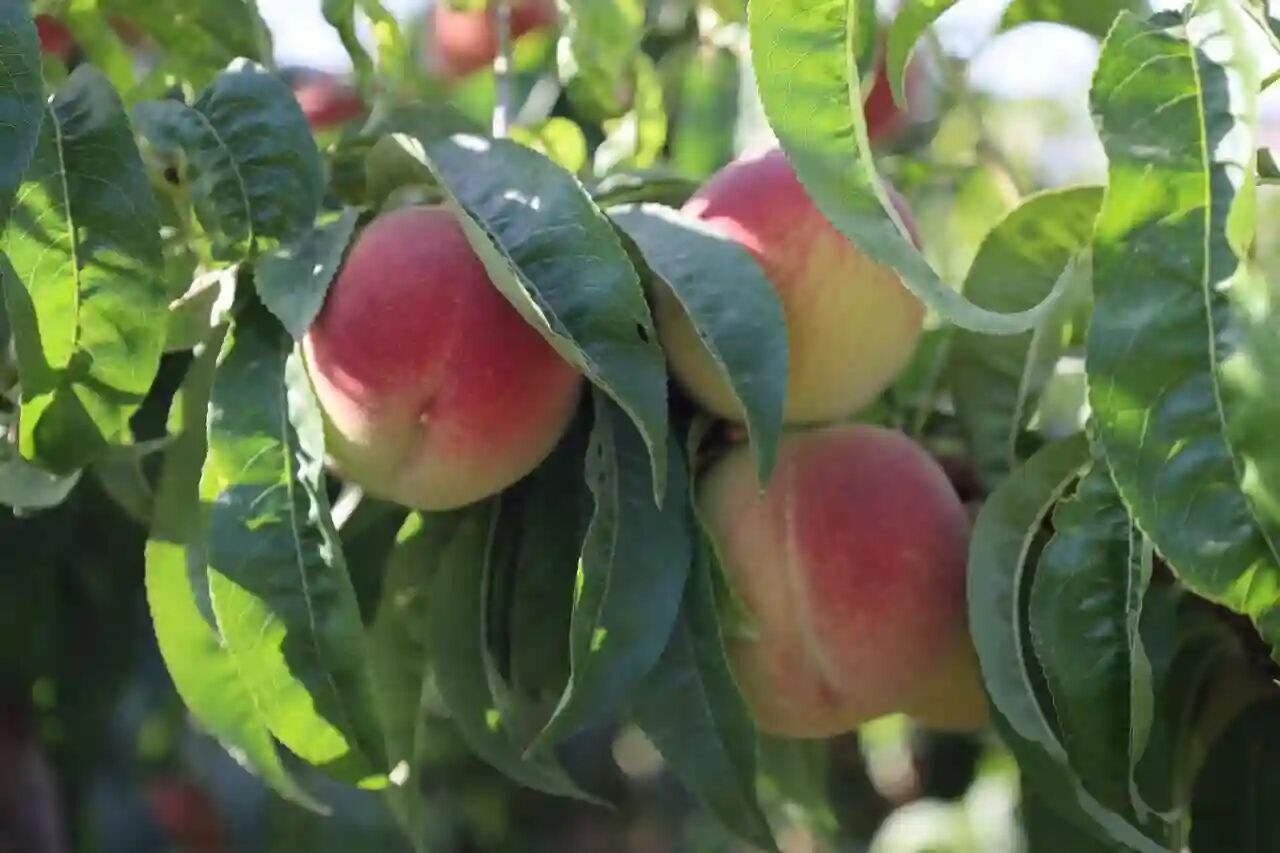 رنگ‌آمیزی هلو در رشت شایعه ای بیش نیست