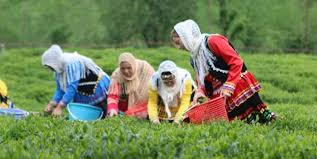 استاندار: گیلان 10 هزار تن چای وارد می کند!