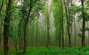 3 میلیون نهال سازگار در گیلان تولید شد