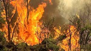 جنگلهای تالش گیلان دچار آتش سوزی شد